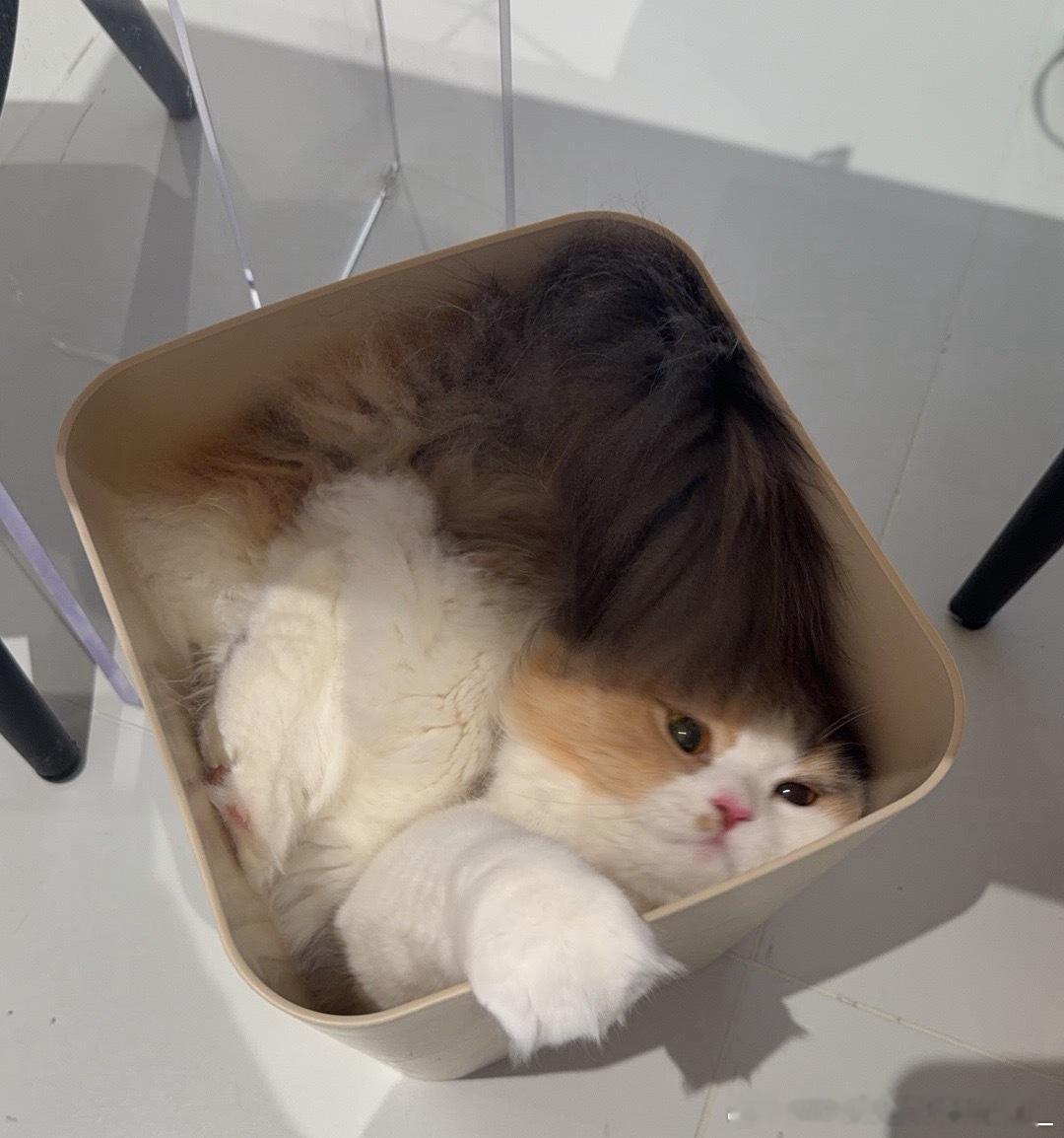 养了猫之后 身边的亲朋好友们都会给我的小嘟米买好多玩具好多东西 真的是好幸福的小