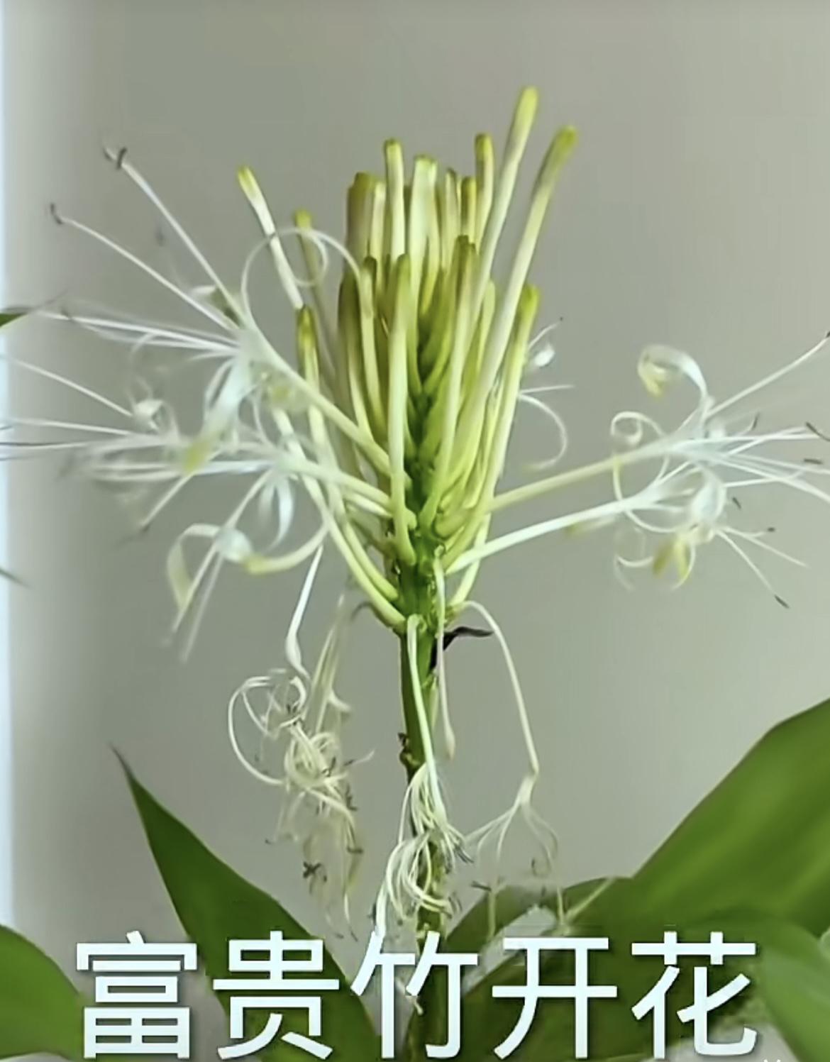 我的今日状态：😁轻松愉快
我这里的天气：🌤️多云
花开富贵竹
竹报平安[福]