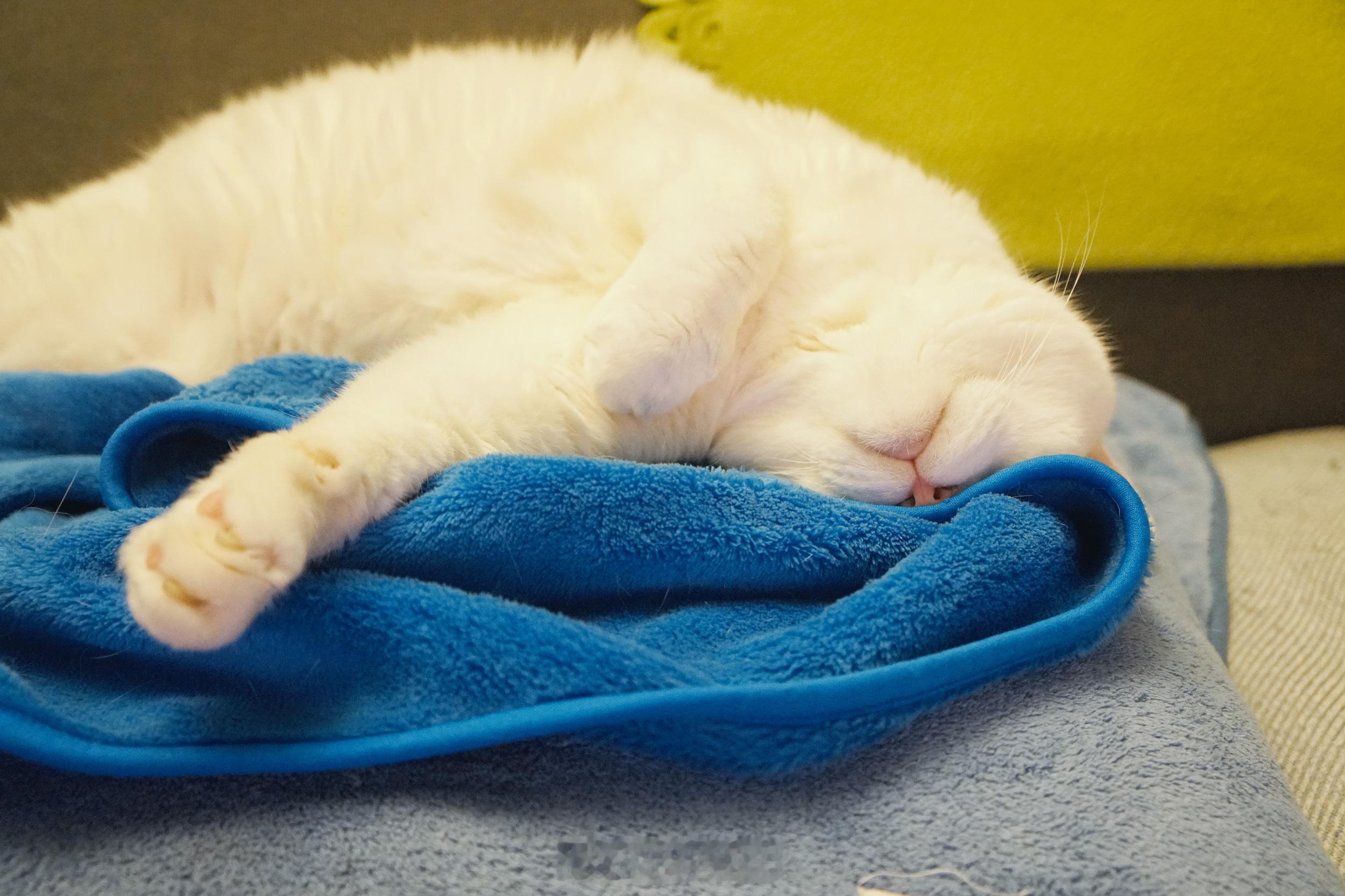 沙發上平放一顆抱枕+兩張毯毯＋蝦味就可以讓老寶睡到翻過企～ ​​​