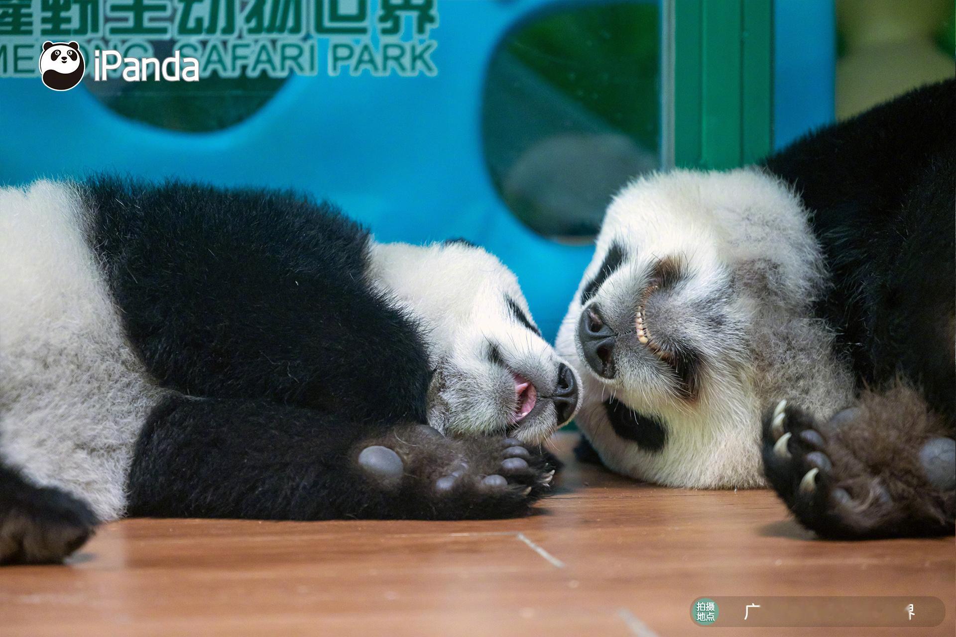 (•̀ᴗ• ) ̑̑ 有种睡在“萌萌”和“妹珠”中间的感觉[开摆][开摆] 熊猫