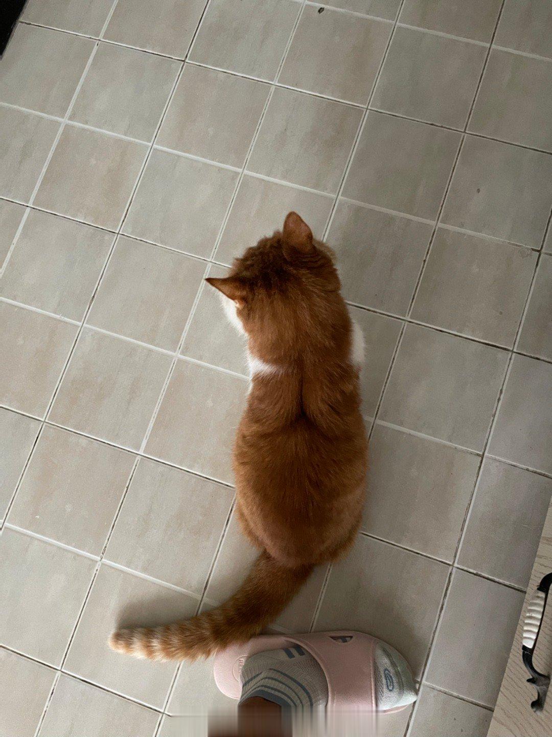 #萌宠那些事[超话]# 猫宁～ 麻麻的早餐，由我来守护和觊觎，#八月第一天# ​