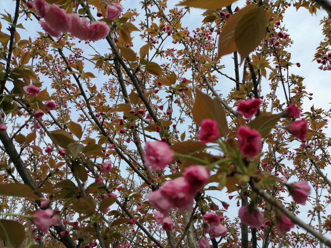 小园新种红樱树，闲绕花枝便当游