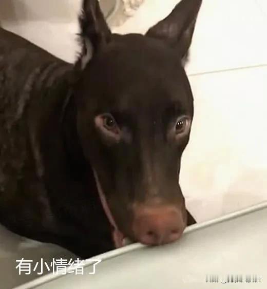 笑喷！国外一网友收养了只品种不是很纯的杜宾犬，结果这家伙越长越过分，现在变的像驴