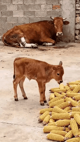 这小牛犊也太绝了吧！
牛妈妈腿受伤躺墙角动不了，
刚几个月的小家伙居然叼着玉米棒