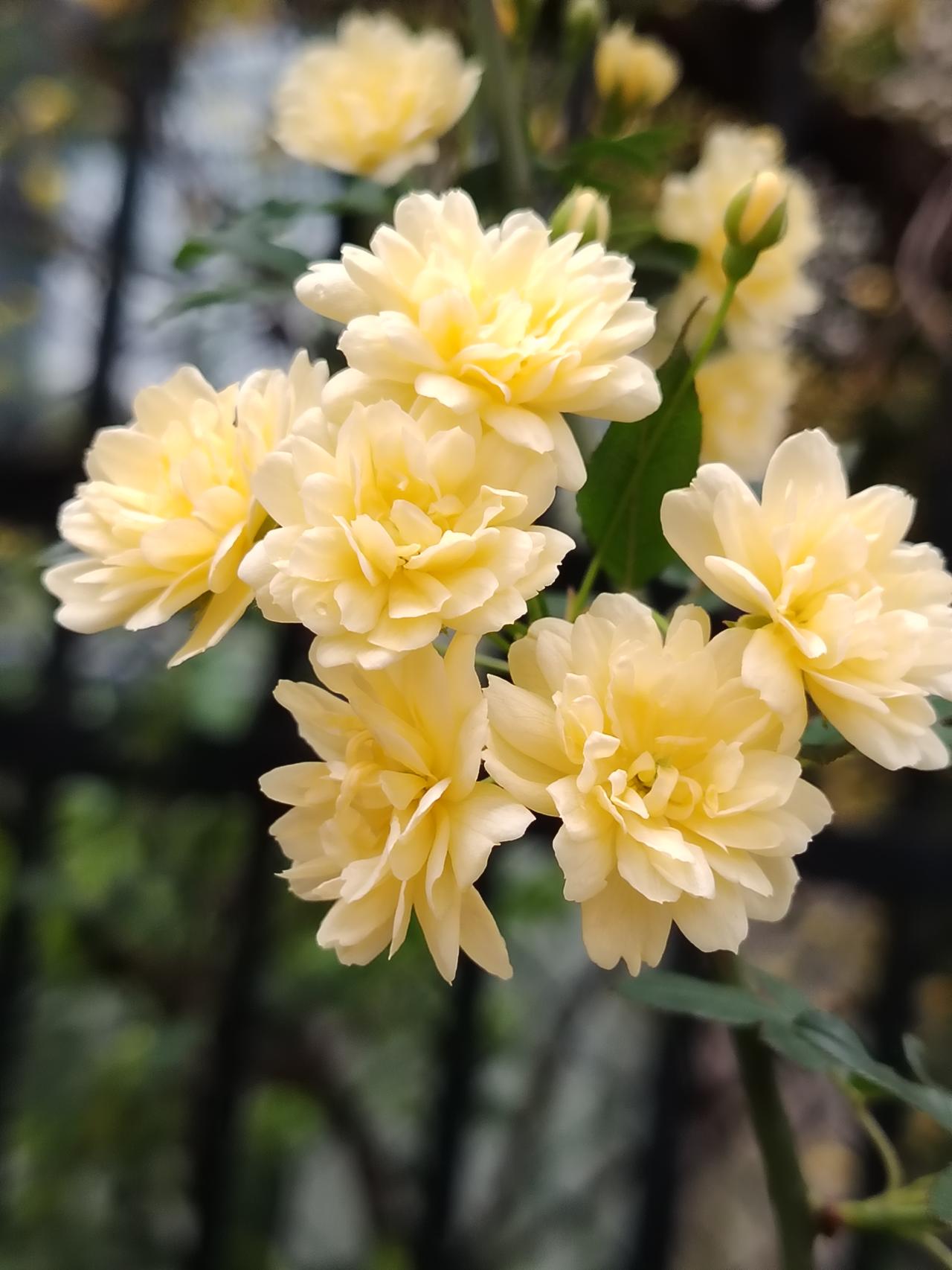 春天到来，随处可见美丽的鲜花！