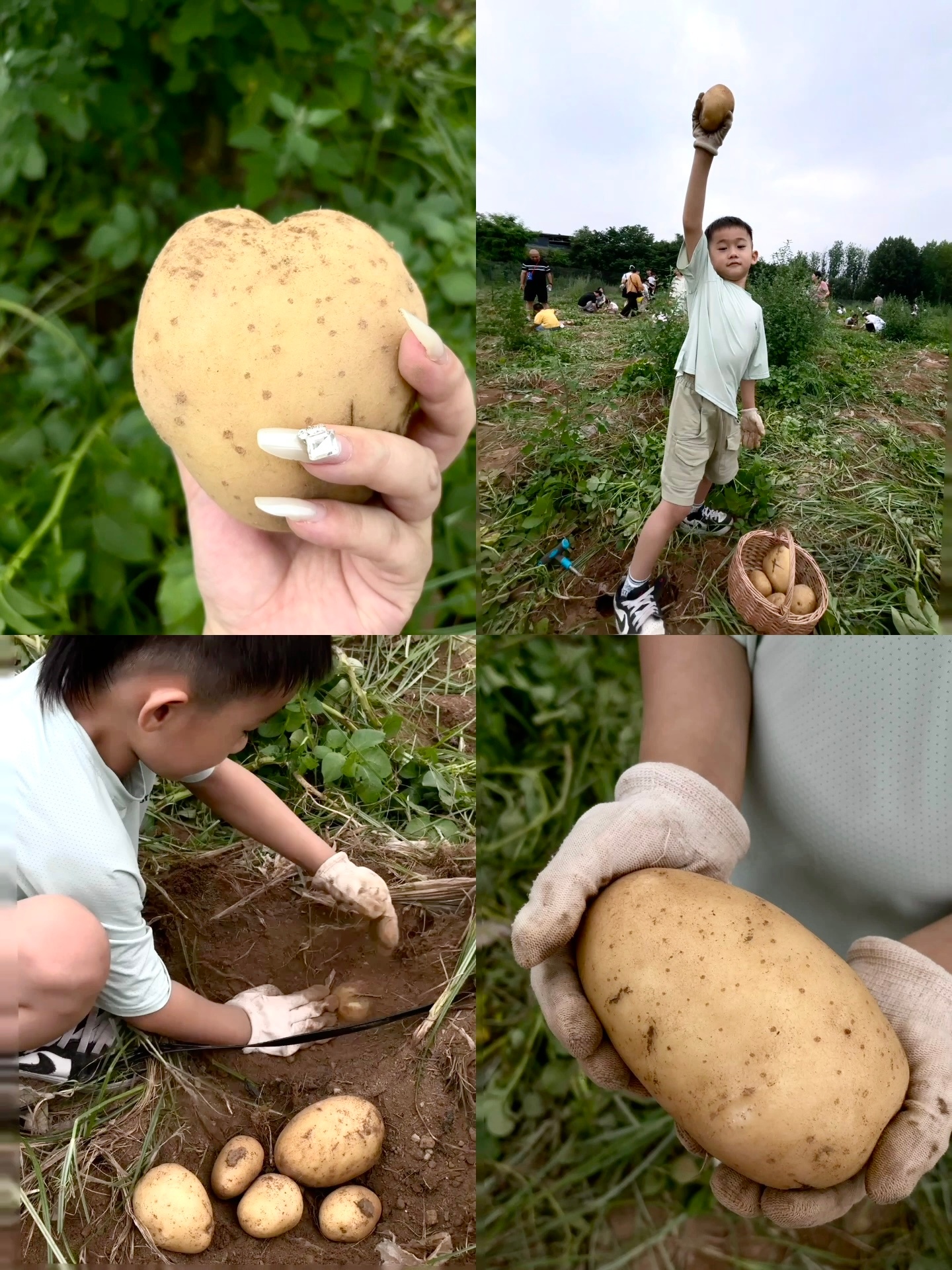 西安夏日遛娃避暑宝藏地🌲 🥔哪里去🪏？米禾农场走着！6.30前挖土豆自由?