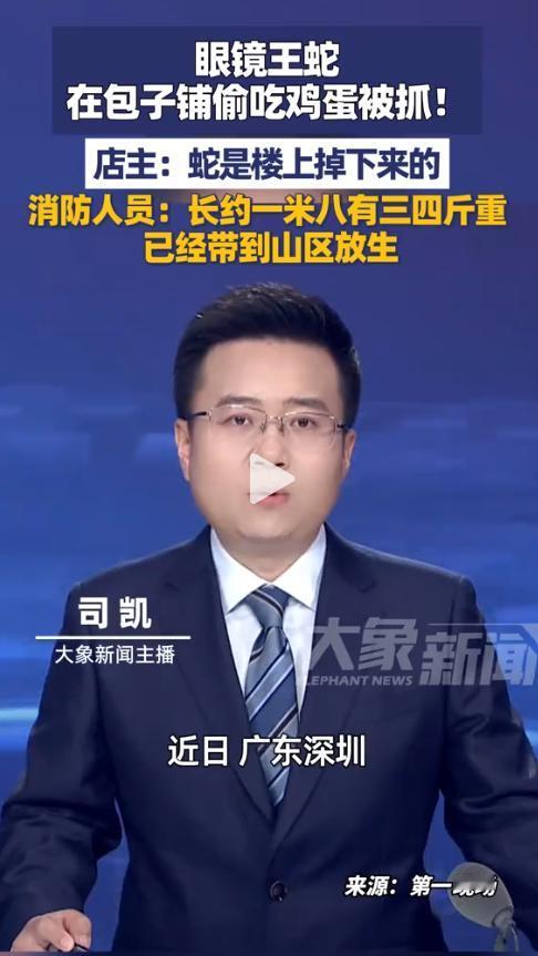 惊魂一幕！1米8剧毒大蛇勇闯包子铺，不干别的居然专为了偷鸡蛋吃！

最近深圳龙岗