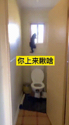 老铁你瞅瞅这虎了吧唧的猫！
没事闲的非得爬墙根上看热闹，也不知道到底瞅啥稀罕玩意