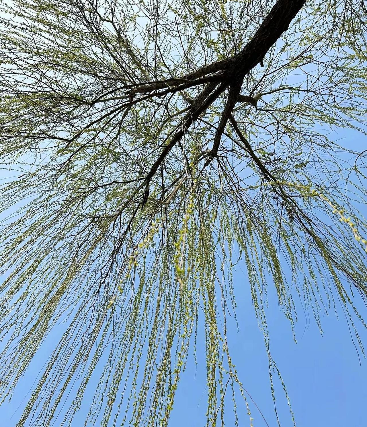 不问时光深几许，安然浅笑春风起…… 看看你们手机里的大自然 感受春的气息 享受大