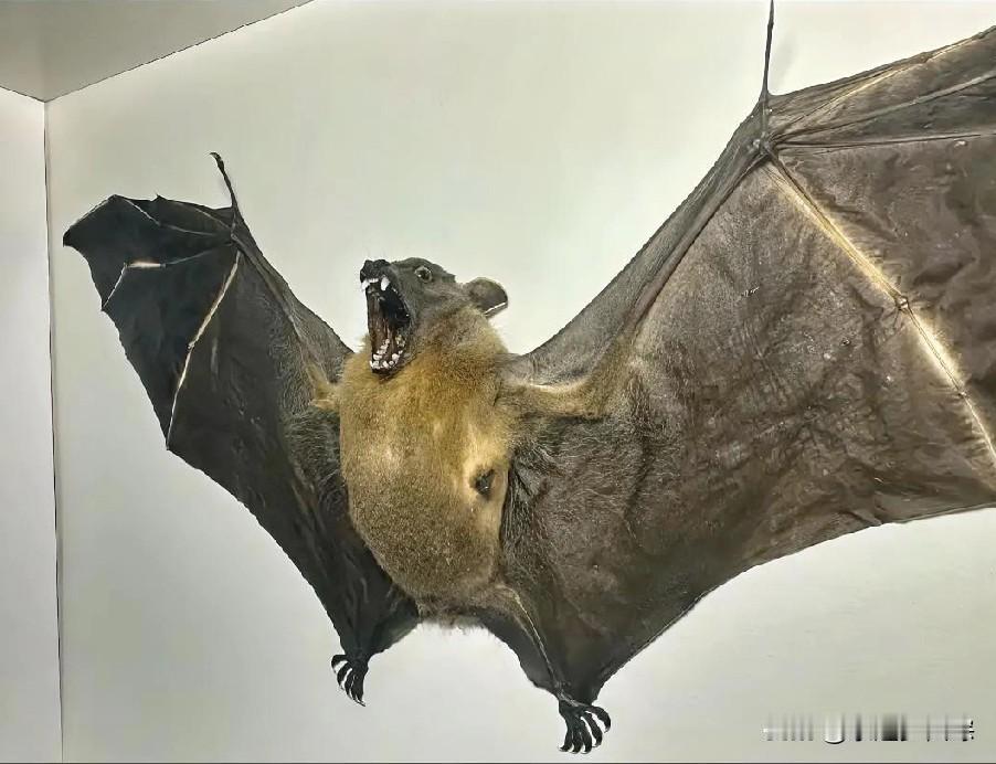 又来了，依旧是那熟悉的时间、熟悉的状况，还有熟悉的恐慌感。印度尼帕病毒是一种人畜