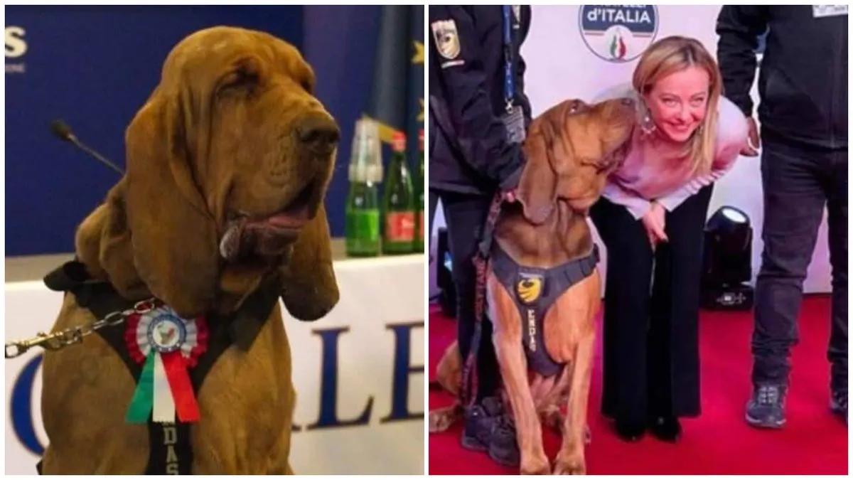 传奇嗅探犬布鲁诺遭残忍杀害，意大利举国震怒。这只曾在全国范围内屡破失踪儿童案、追