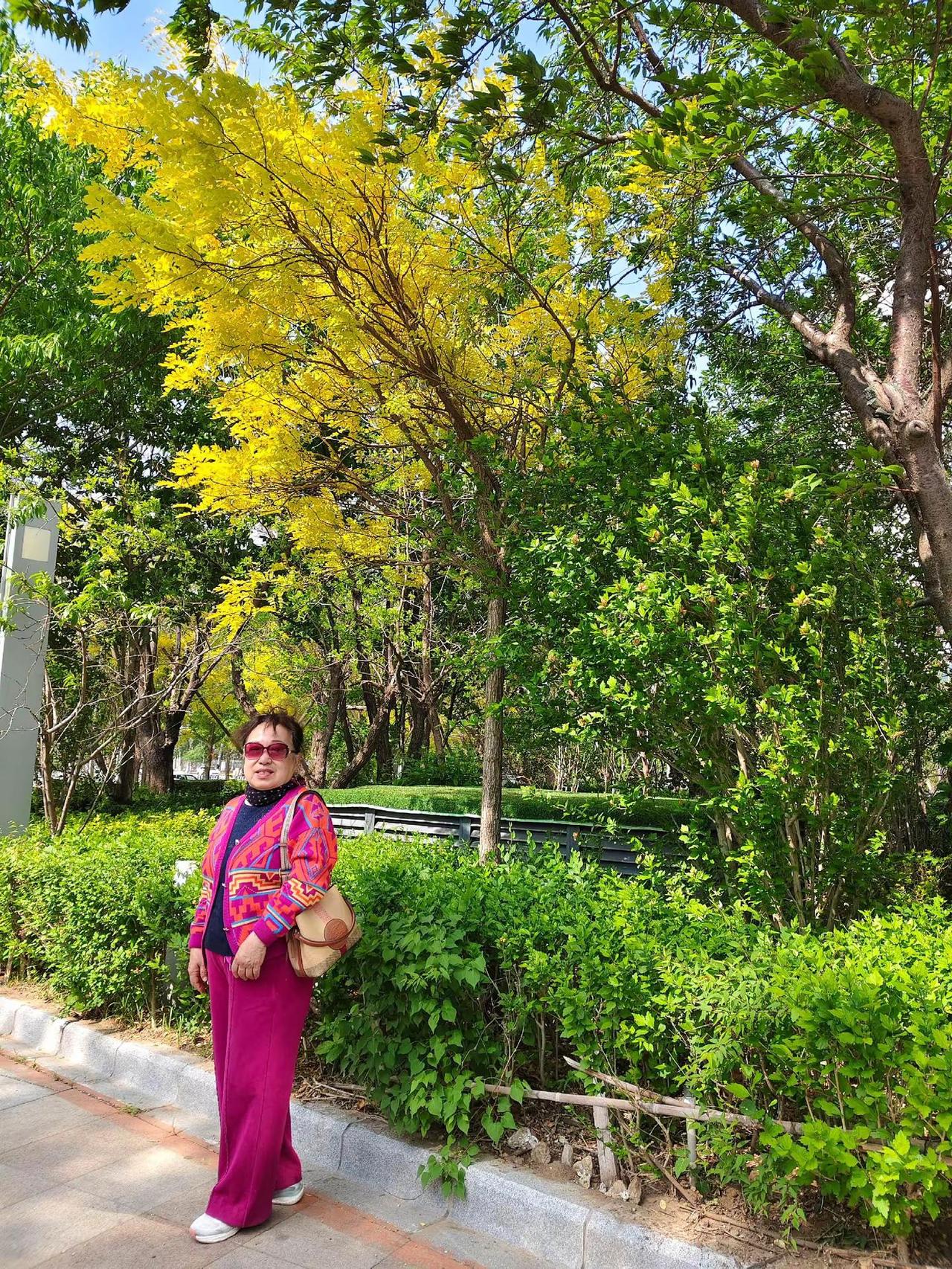 初夏的市府广场小树林美景如画拍照的好地方
