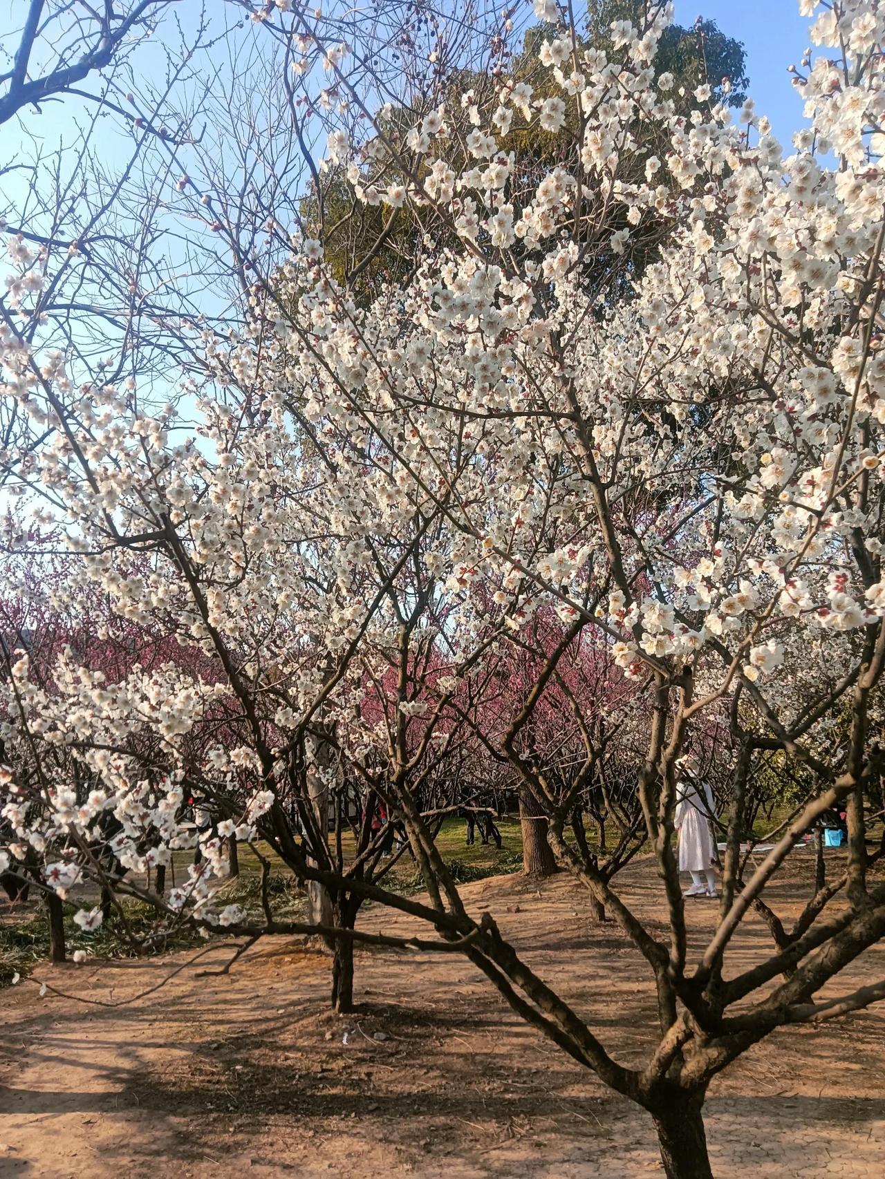 苏州光福，香雪海，邓尉探梅，当下正值梅花最佳观赏期。
   景美，人多，速来！