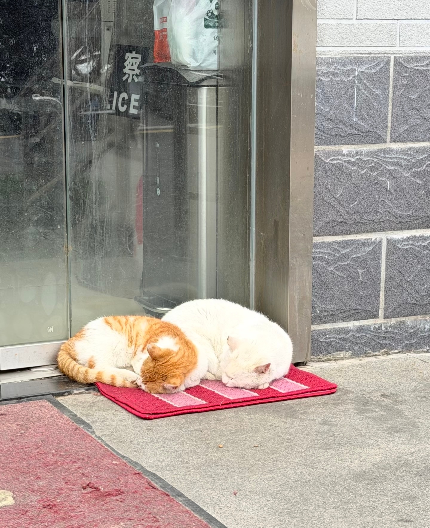 “睡在这里你们一定很安心吧” 