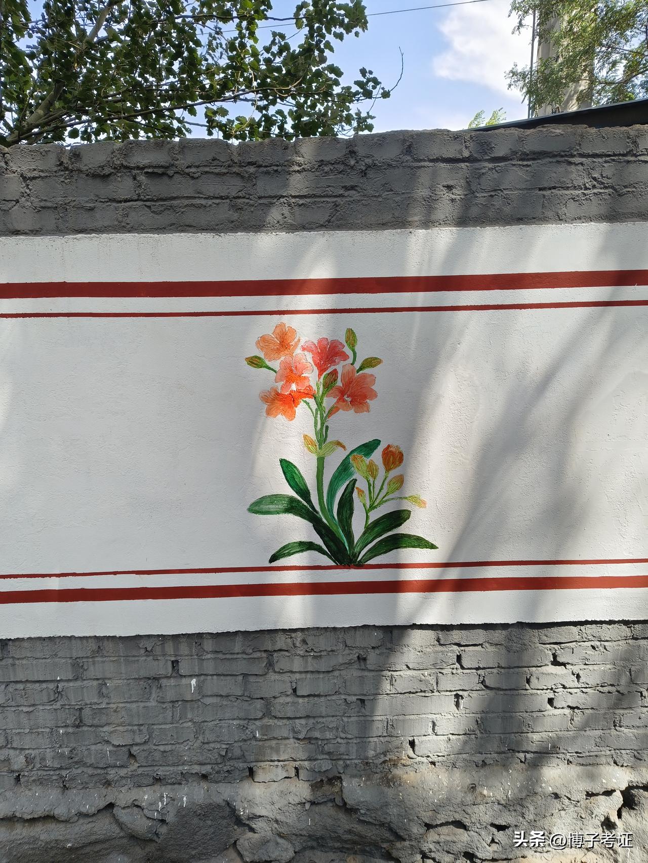 今天，我画了一个君子兰。自己养的君子兰不爱开花。墙上画一个，还有君子兰花看。挺不