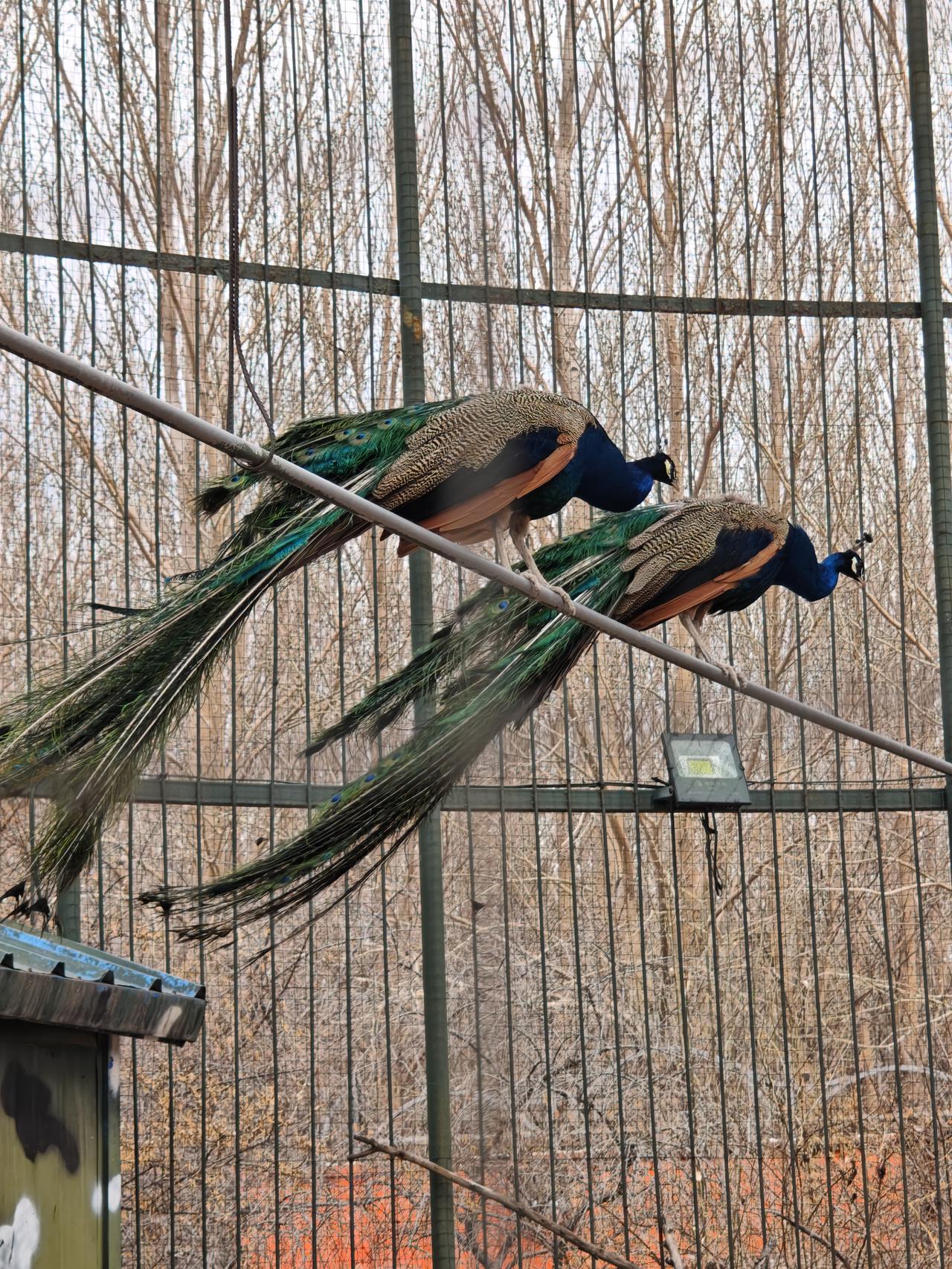 孔雀园里，关着孔雀的小房门终于打开了。瞧着它们欢快地窜上窜下，那场景着实让人满心