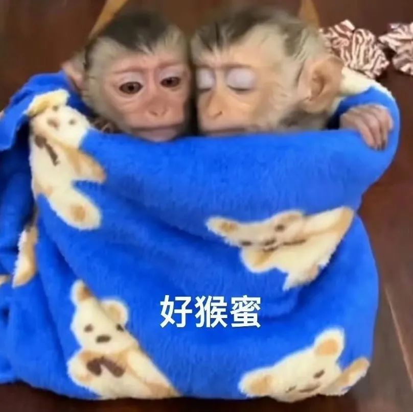 表情包大赏，欢乐不断乐翻天！ 更新不易，拿图点赞[心]更多表情包请看主页[心] 