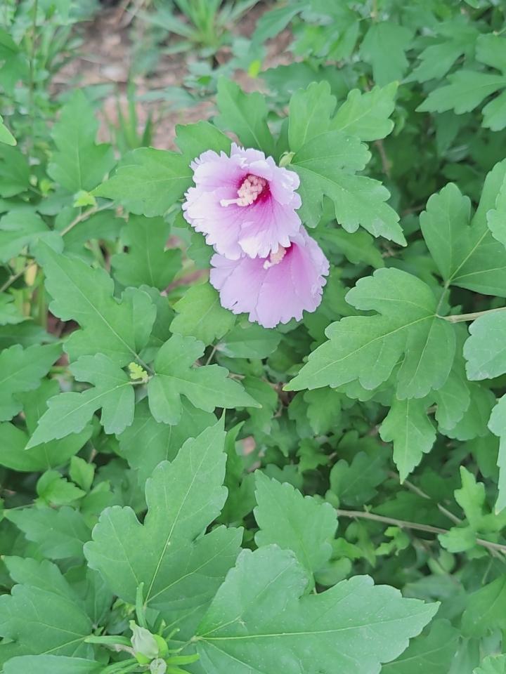 次第花开，无声无息的角落美景！
盛夏花丛照 公园花朵美拍 花景照片 公园花朵美拍