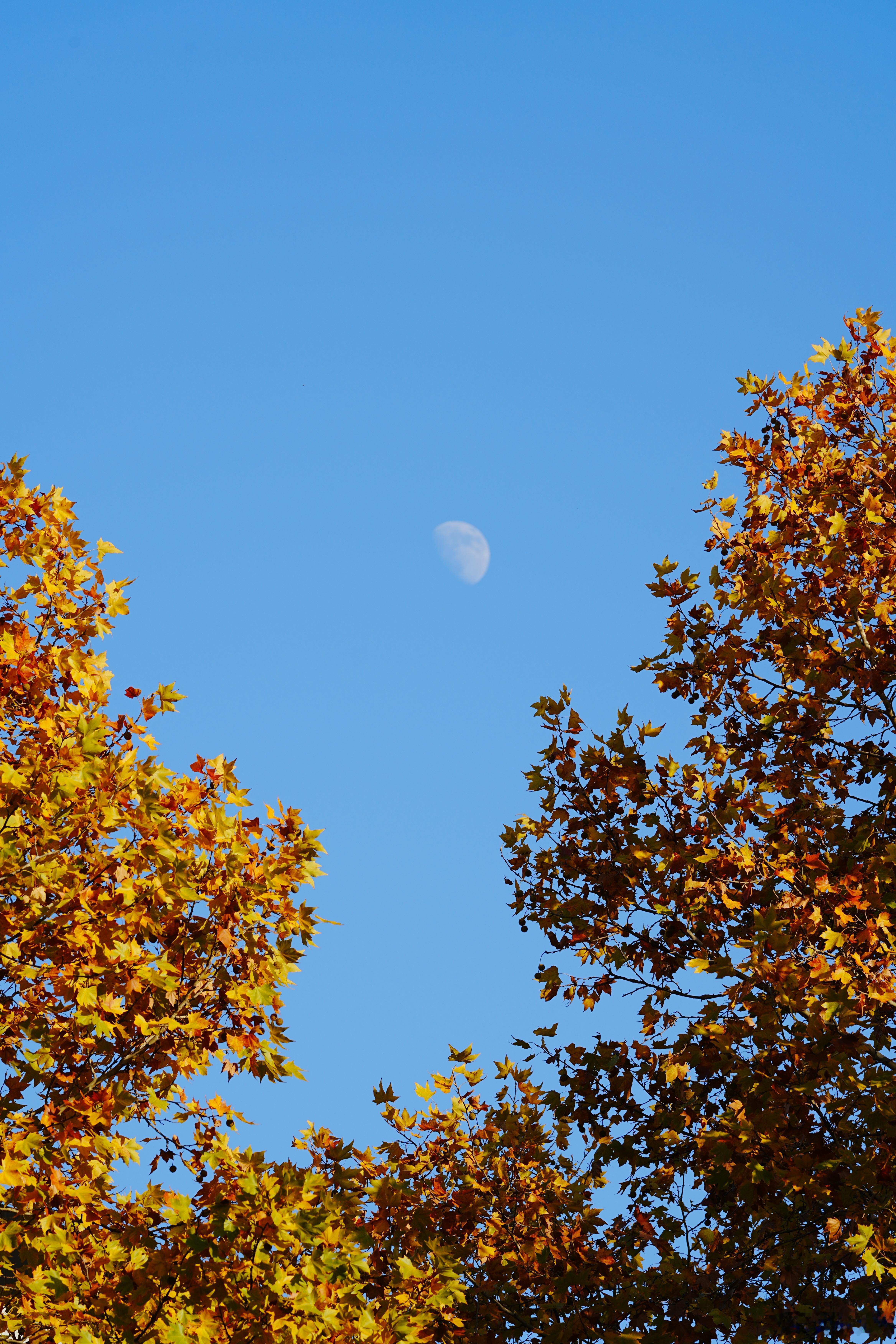 梧桐叶层层叠叠围成天然画框，框住悬于半空的月亮，金黄叶片与清辉月轮撞个满怀蜗的摄
