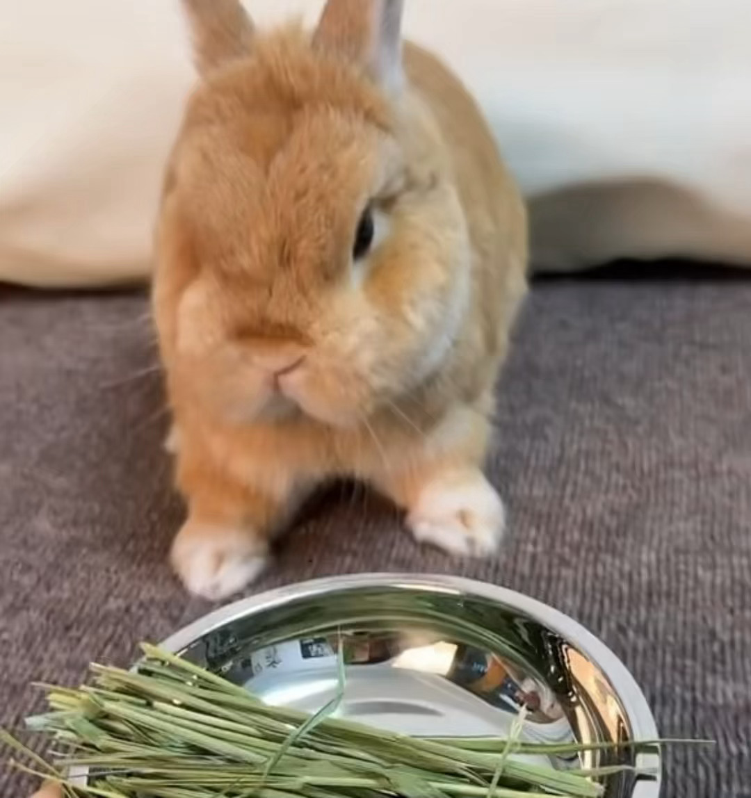朴小兔 ​​​