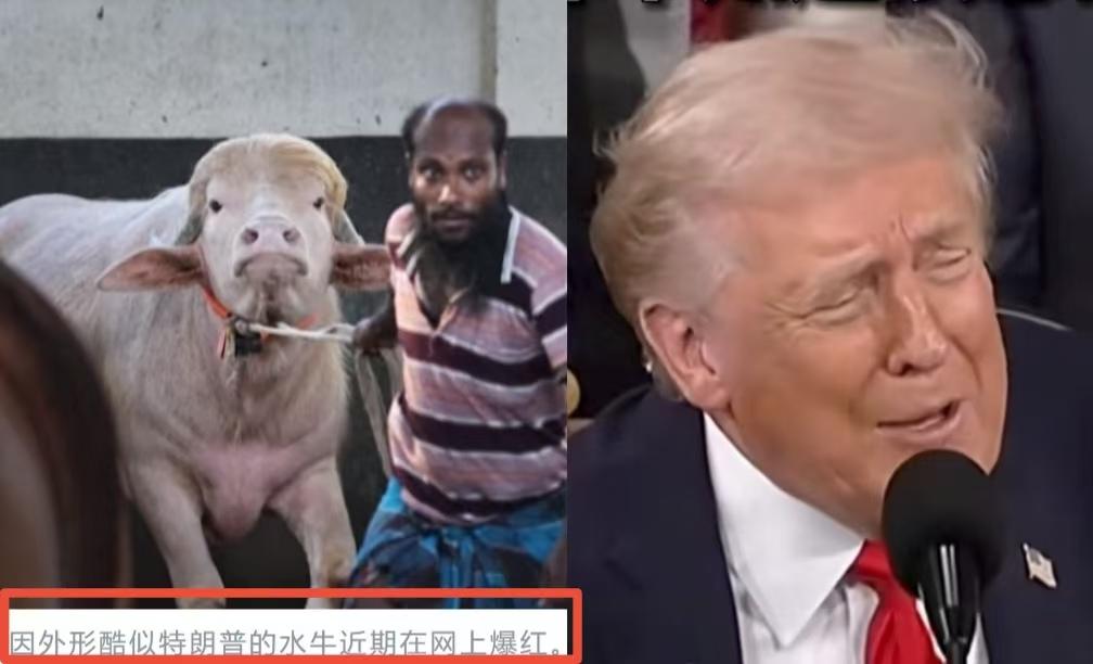 一头孟加拉国的牛，因为顶着一头金色长发，被主人和网民戏称长的有点像“特朗普”，