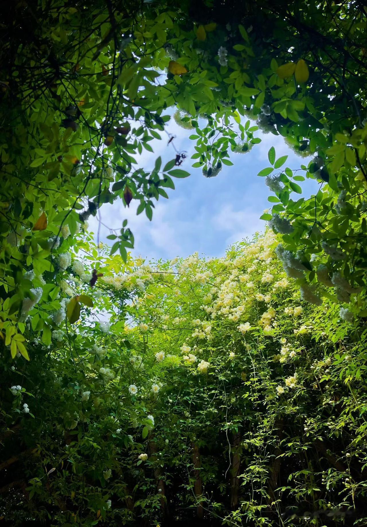 阳光洒满雍城，绿意盎然，宛如仙境