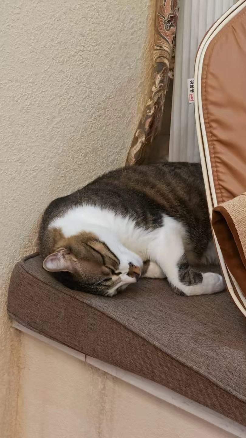 签到签到明天再干一天就休息，猫儿这个熟睡哇，睡得昏天黑地，不如明天你替我上班  