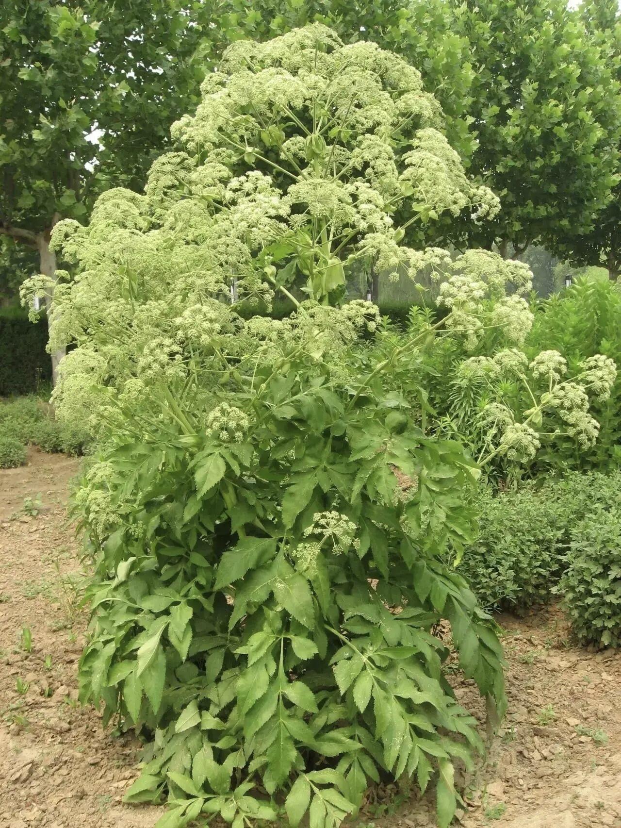 分享一张你拍的花，什么花都行