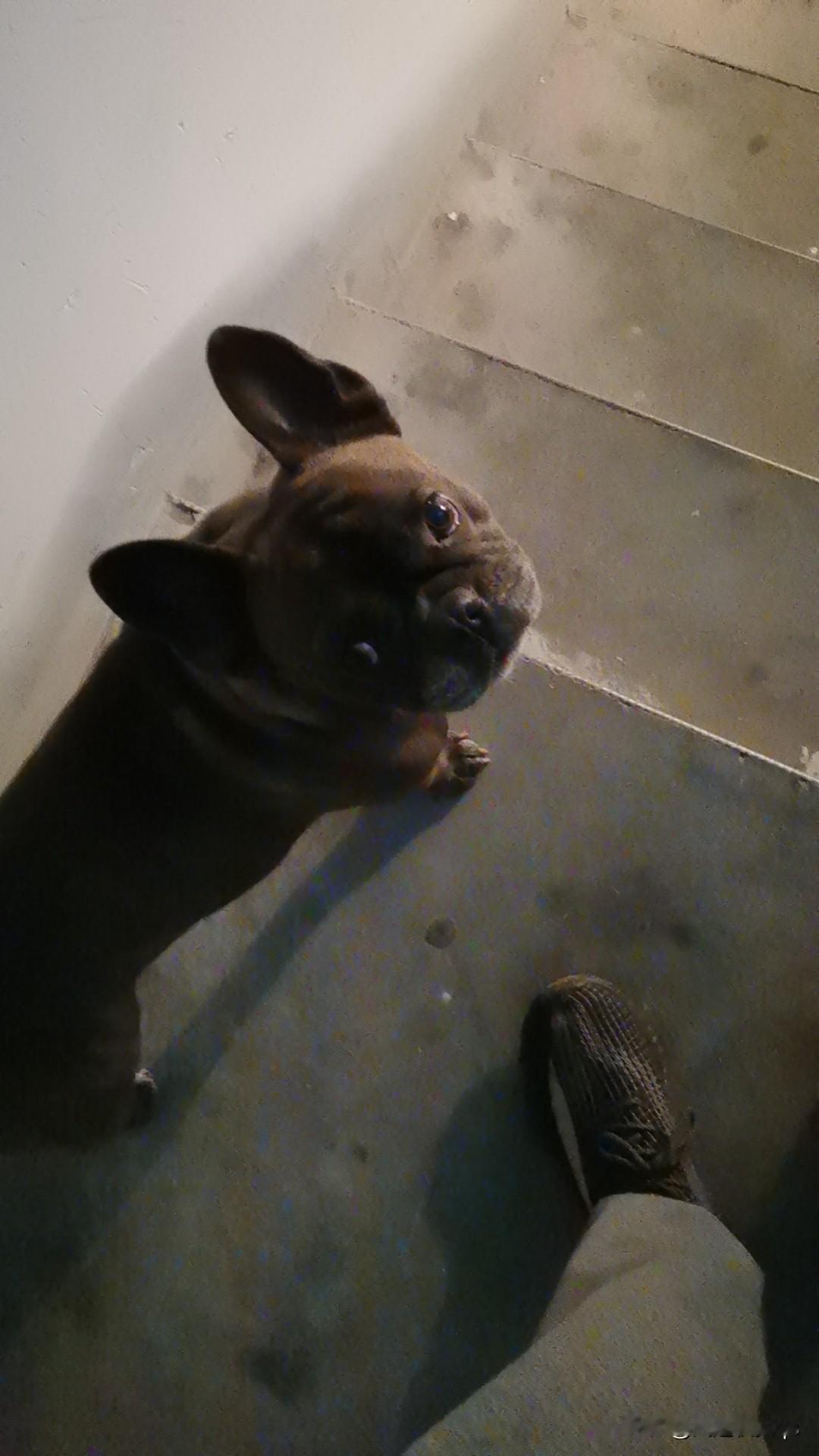 分享我这周有趣的事：狗眼看人低，只好仰望。