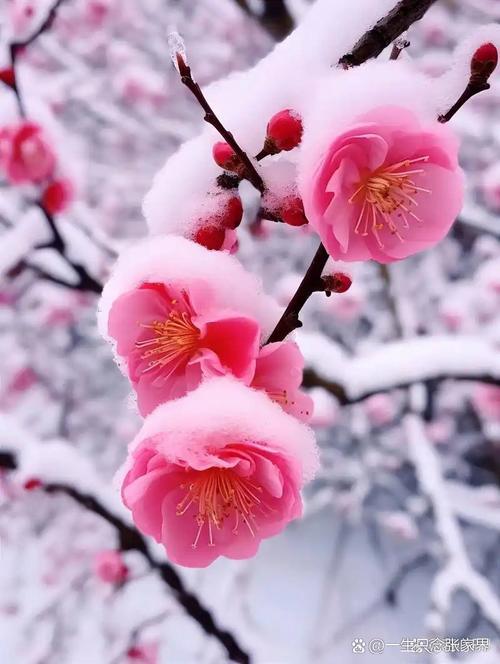 上联：寒天独宠梅花雪，
下联：冷月偏怜枫叶红，
下联：沧海轻吟岁月章。