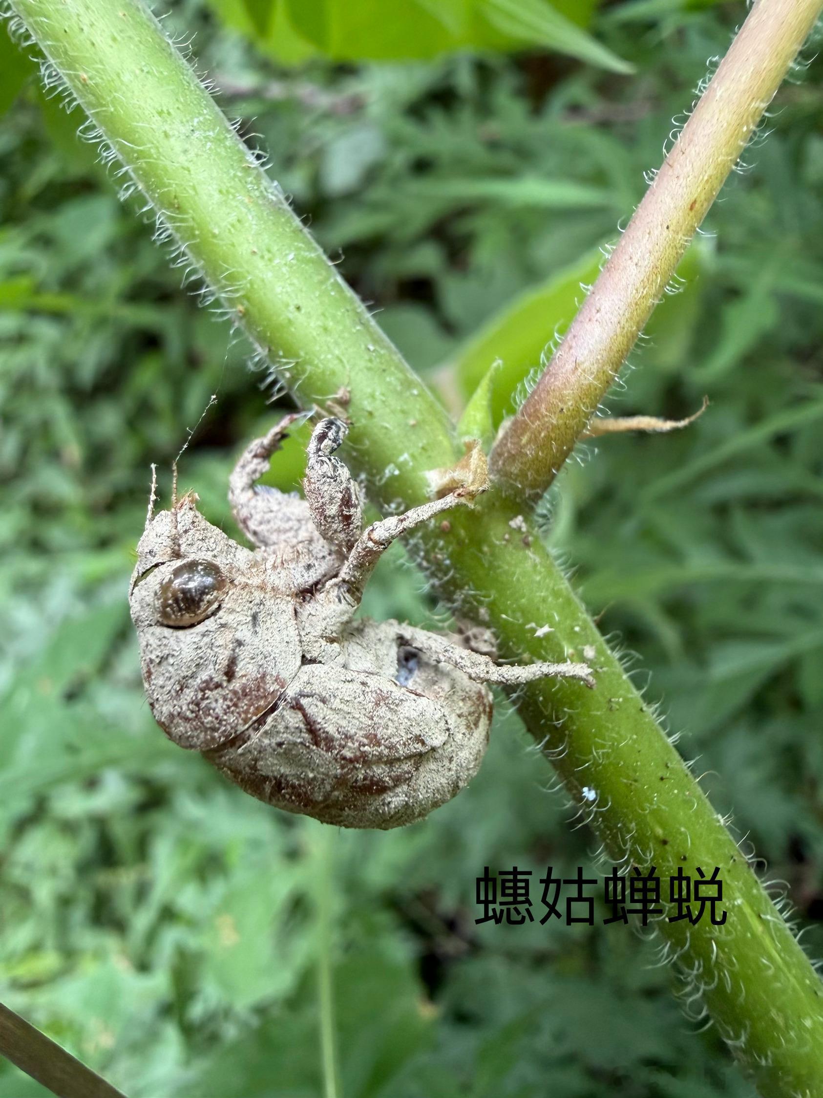 今日构树观察——虫子越来越多啦！鉴定是个耗时费力的事儿啊