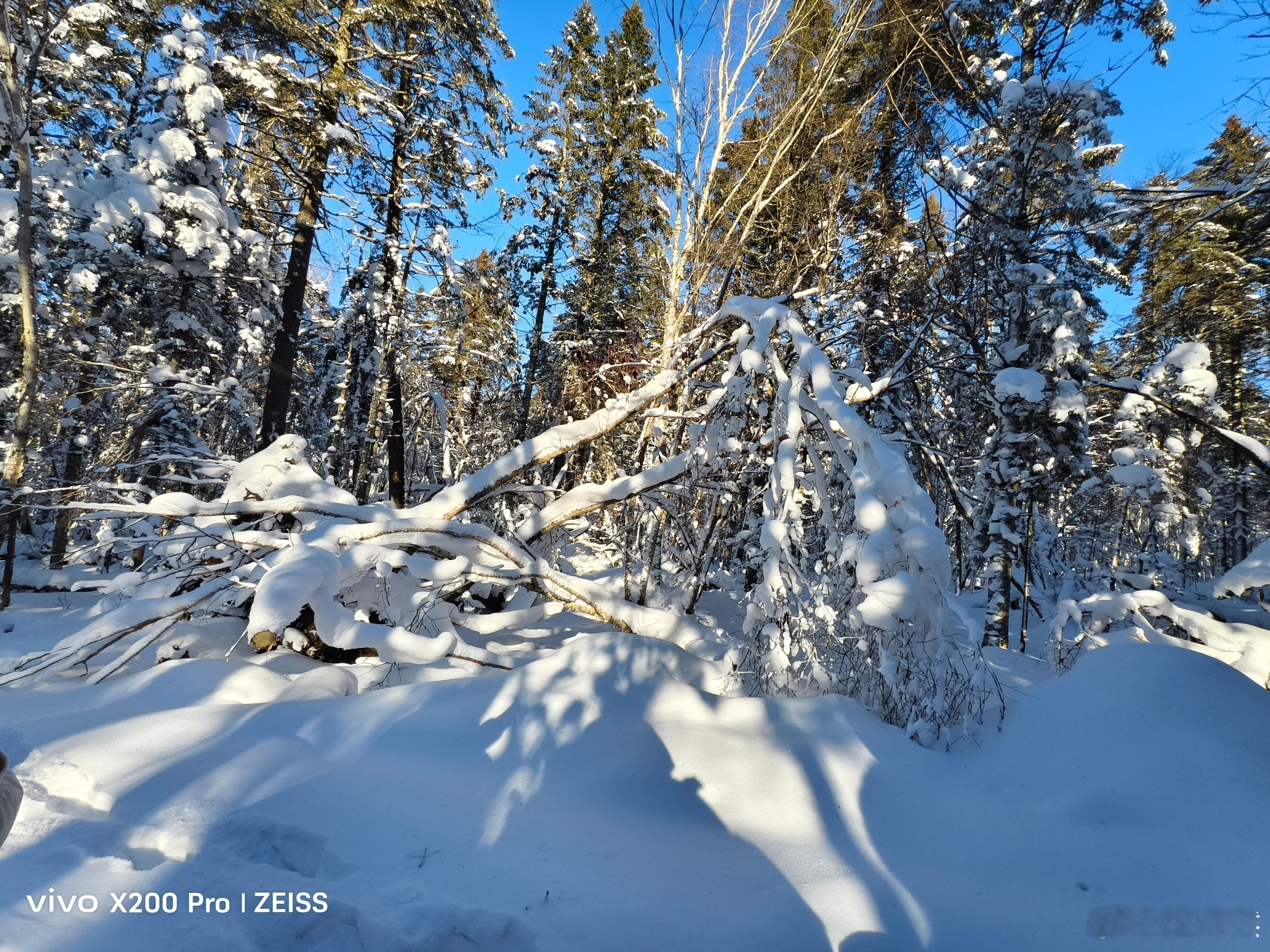 吉林延边朝鲜族自治州，长白山雪岭。雪岭海拔1460米，以雪多、雪深、雪白、雪期长