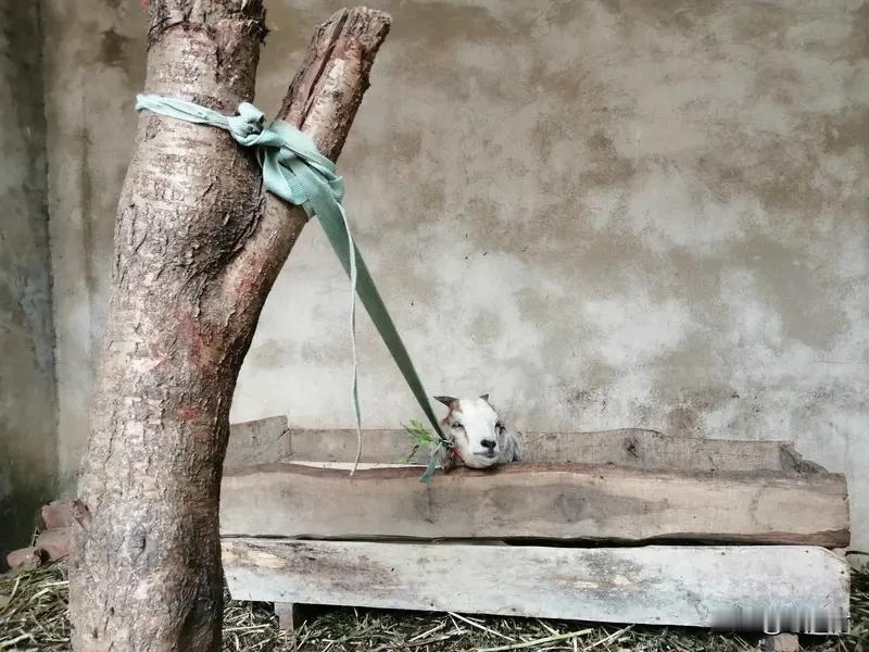 有人出价13万求购会装死的小羊 有人出价13万求购会装死的小羊
宁夏平罗县一只出