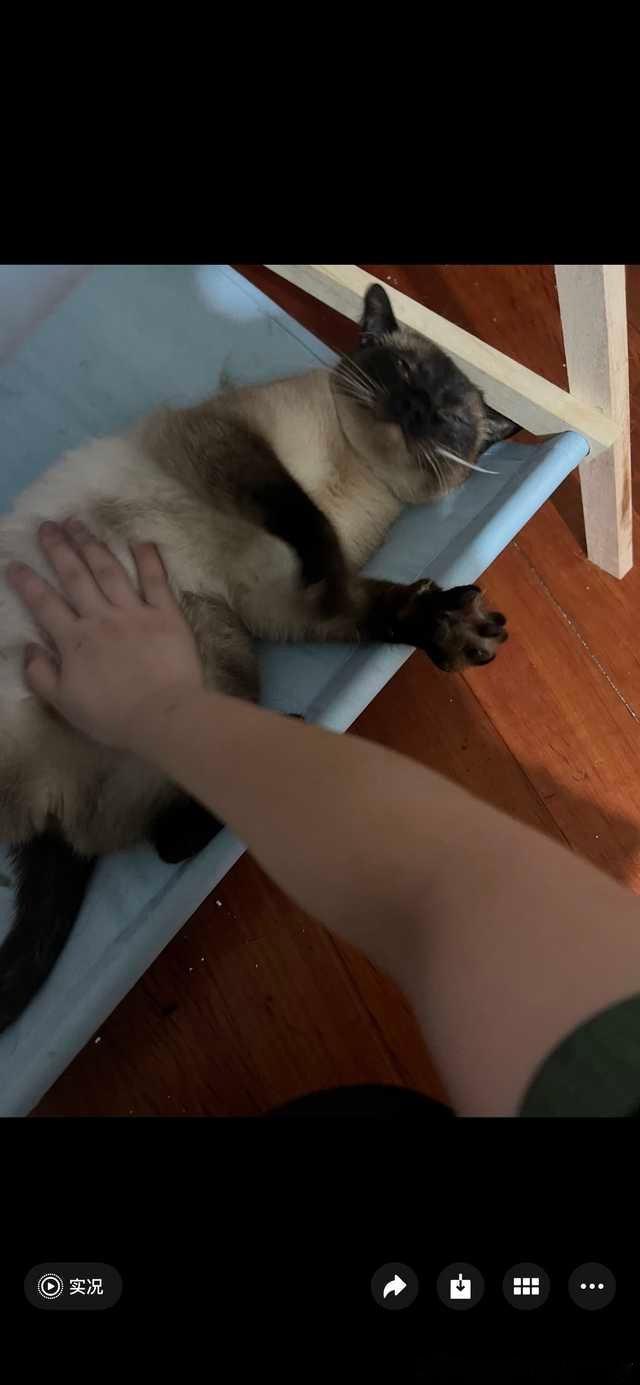 49938【丑猫】朋友家的猫 