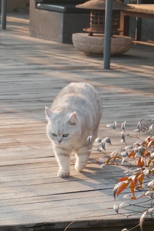 小猫为何扭头就走？