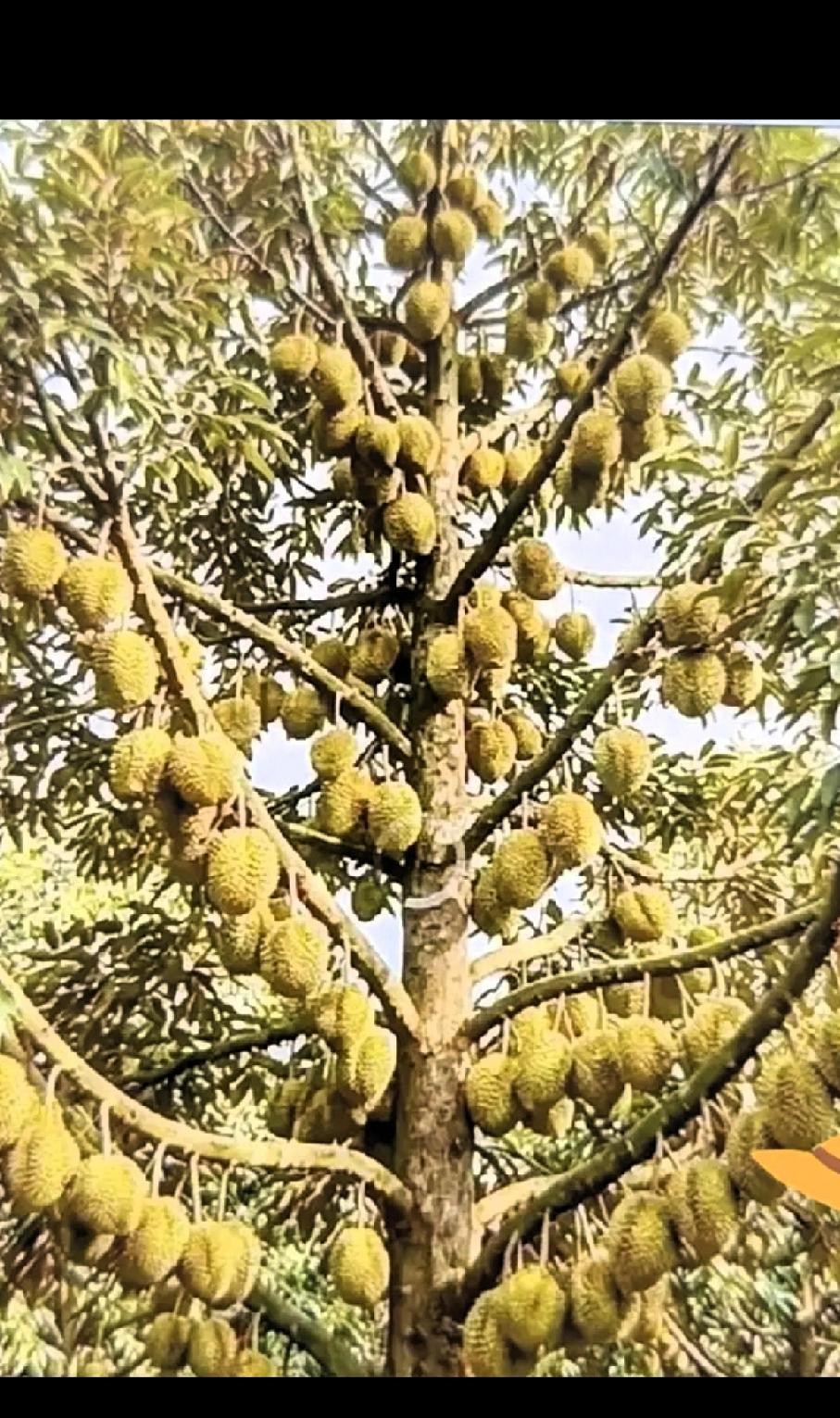 原来一棵榴莲结树结这么多果！看着也太震撼了！
刚刷到一个榴莲树的图片，第一次见榴