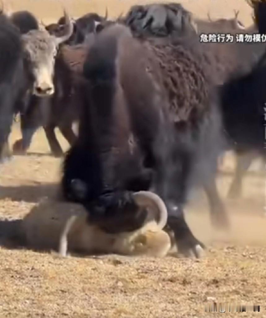 耗牛撞击野狼，把狼撞击倒了，也没有去踩，既使用狼身上越过，也没见它用蹄子去踩，这