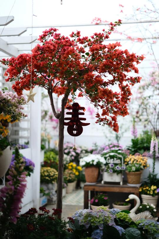 花园里不可或缺的三角梅花树