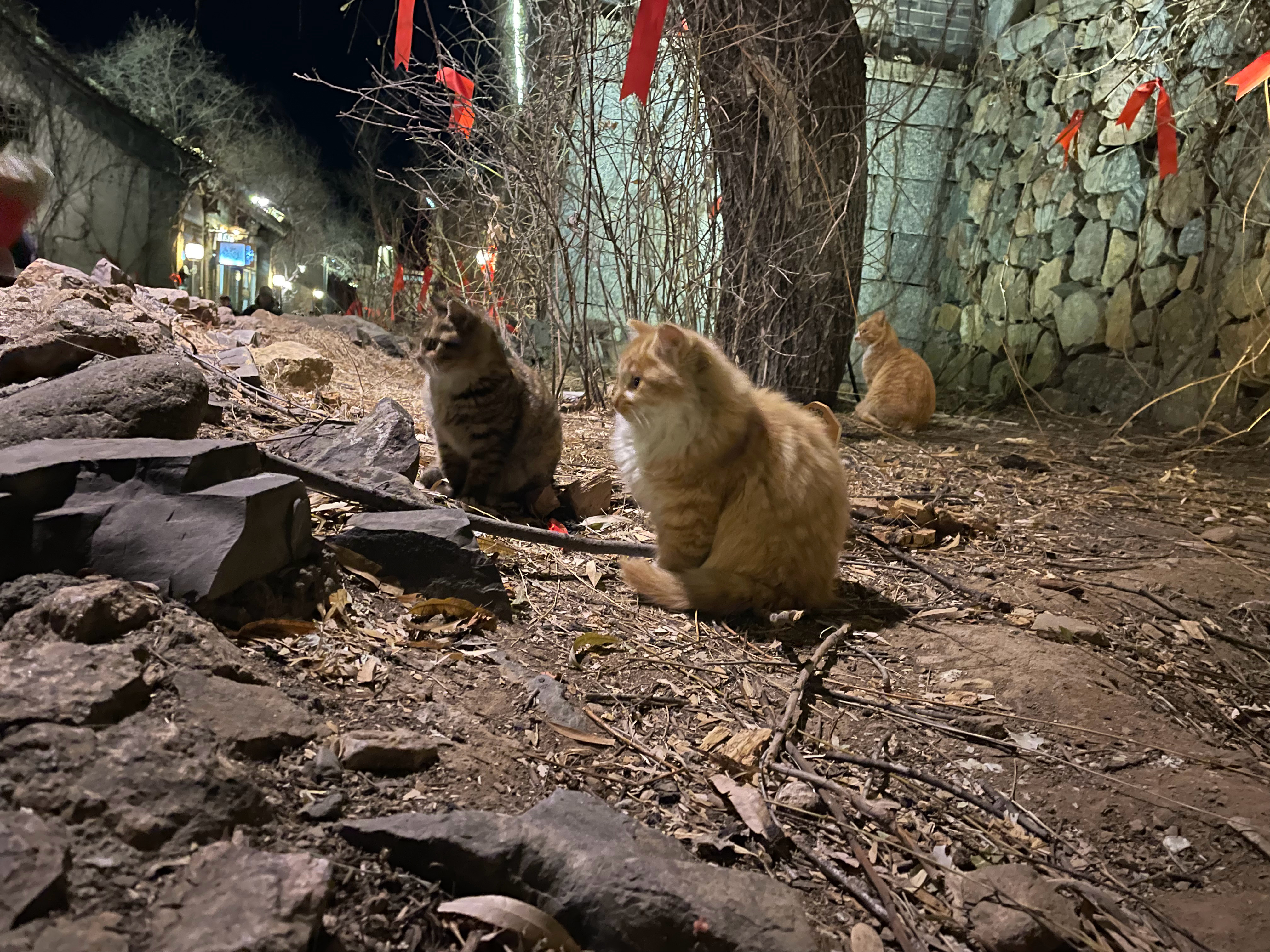 地球没有猫猫根本转不了！ ​​​