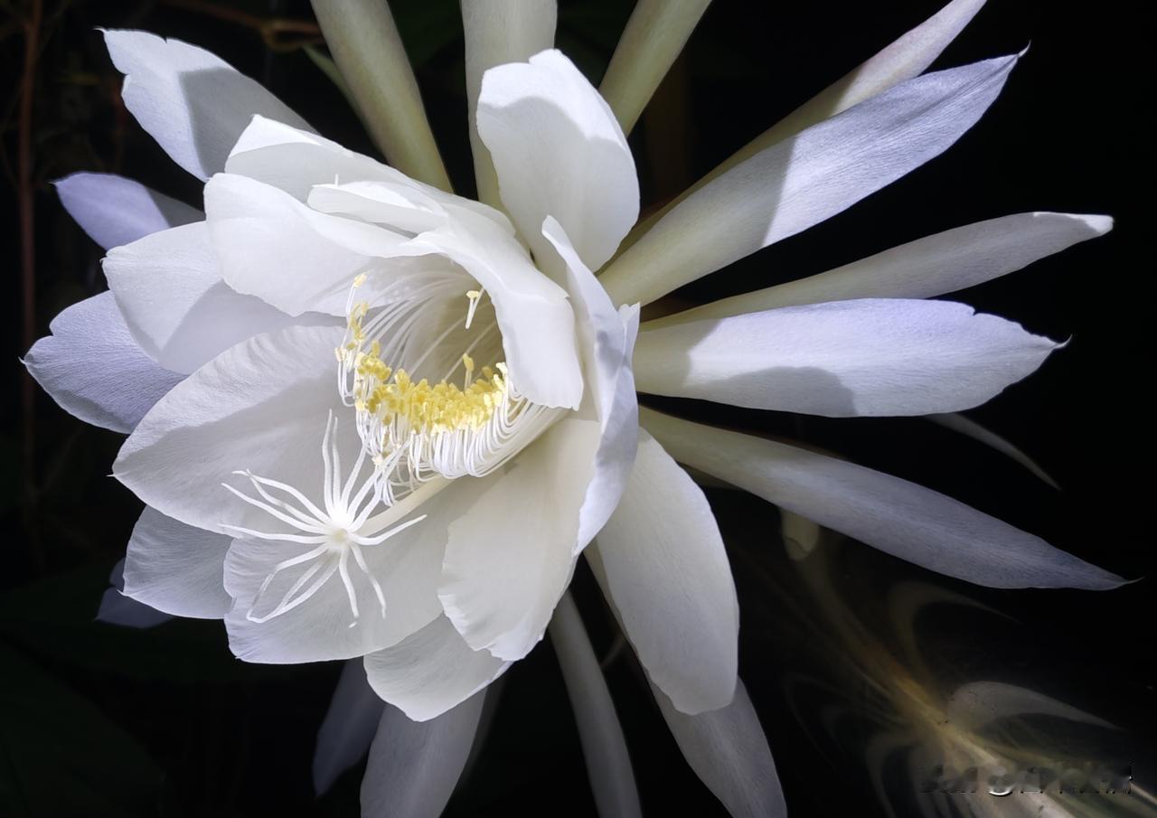 昙花一现是用几年的辛苦换来的[燃烧的心][微风][送自己一朵花]