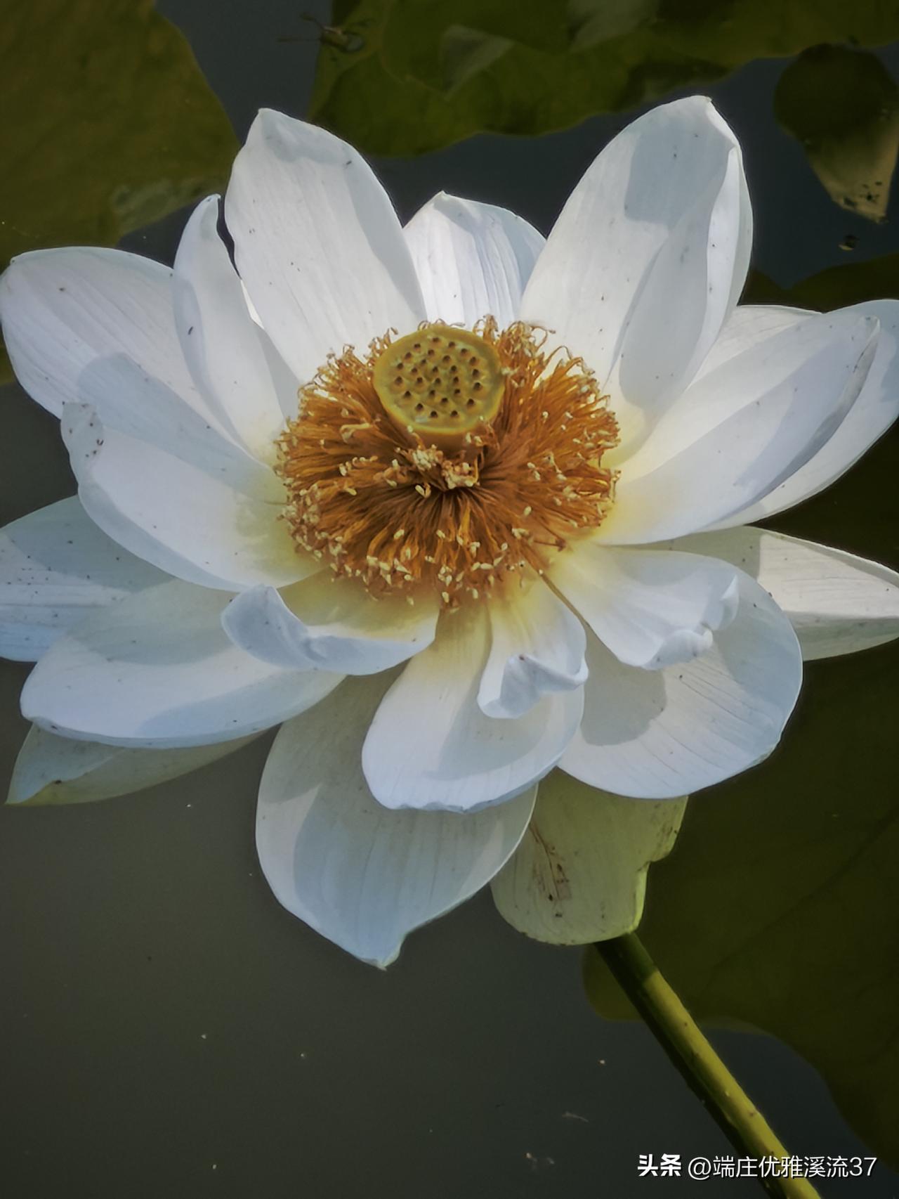 我家的后花园随拍