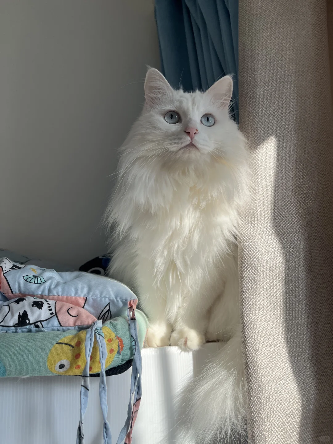 谁家小猫这么漂亮呀