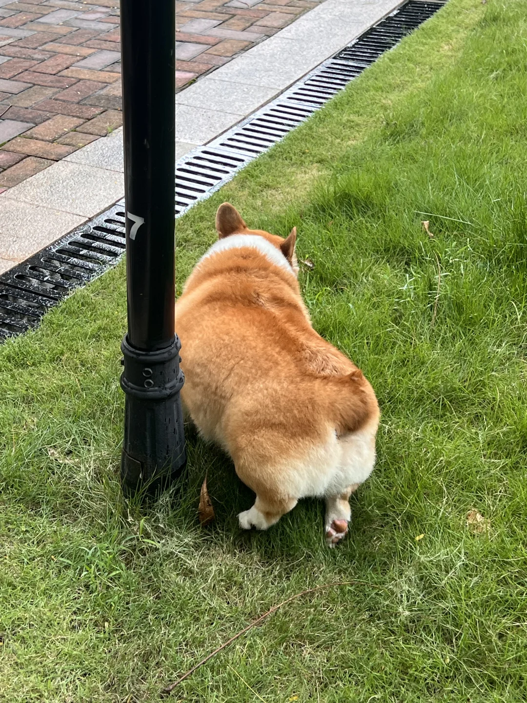 今日份快乐嘘嘘