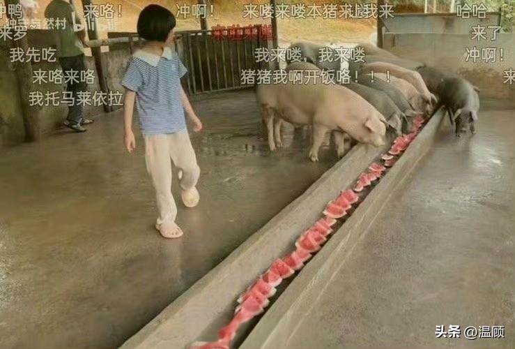 夏天，中国的猪猪也时常能吃上一顿西瓜🍉
这让日本韩国人无法理解，也解释不了…