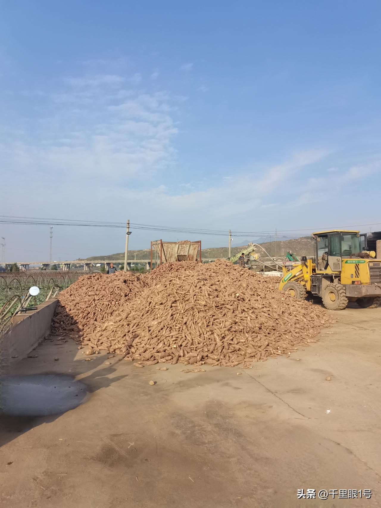 红薯粉条加工点开工了
骑行路过三原鲁桥镇北的大口井，看见周边两个红薯粉条加工点开