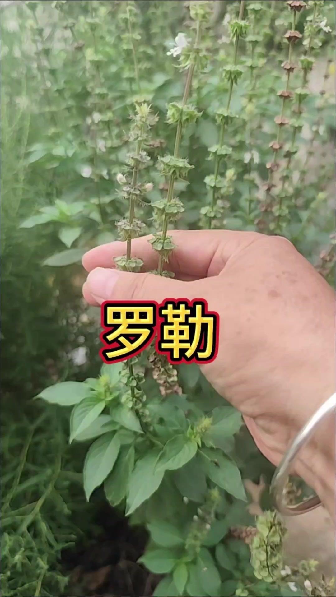 🌿这草叫罗勒，农村房前屋后常见，别再当杂草拔了，太可惜！
1️⃣用途广泛：西餐