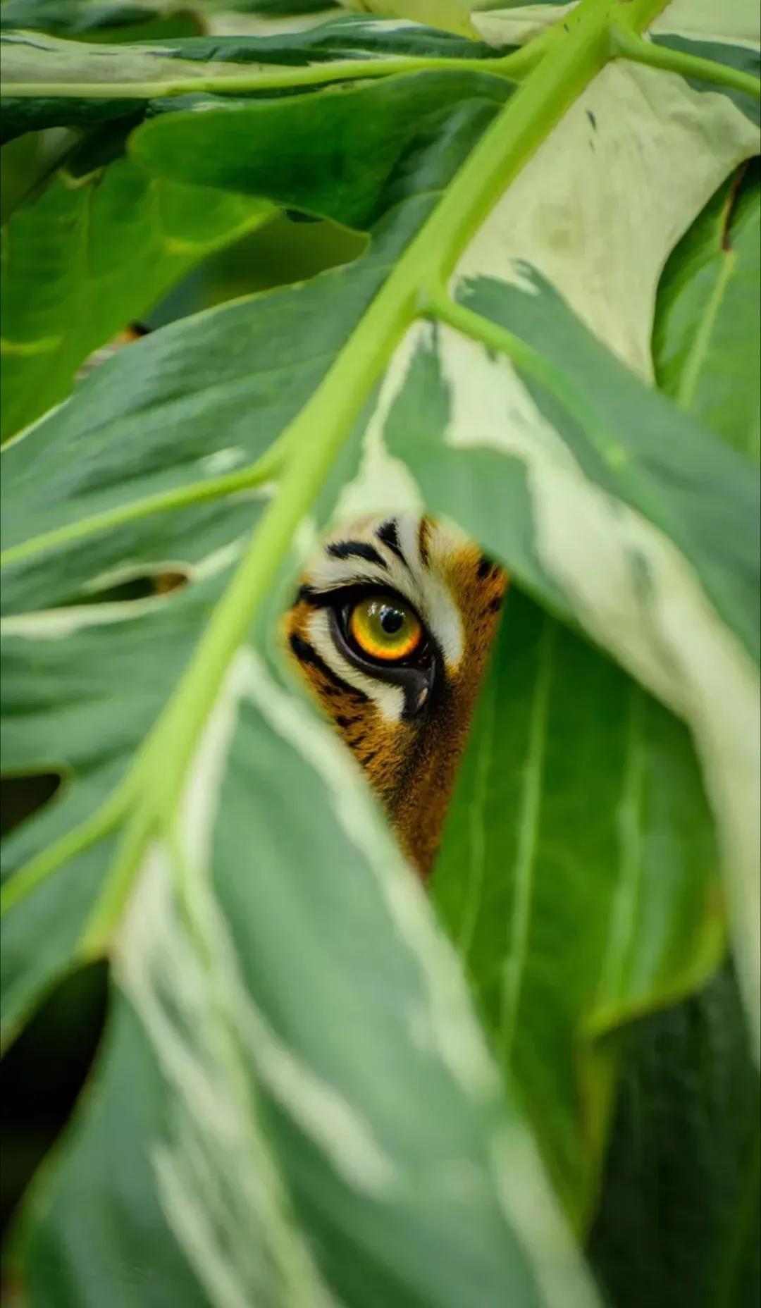 当你蹲在树丛中方便，突然对上这只阴森的眼睛，你该怎么办？