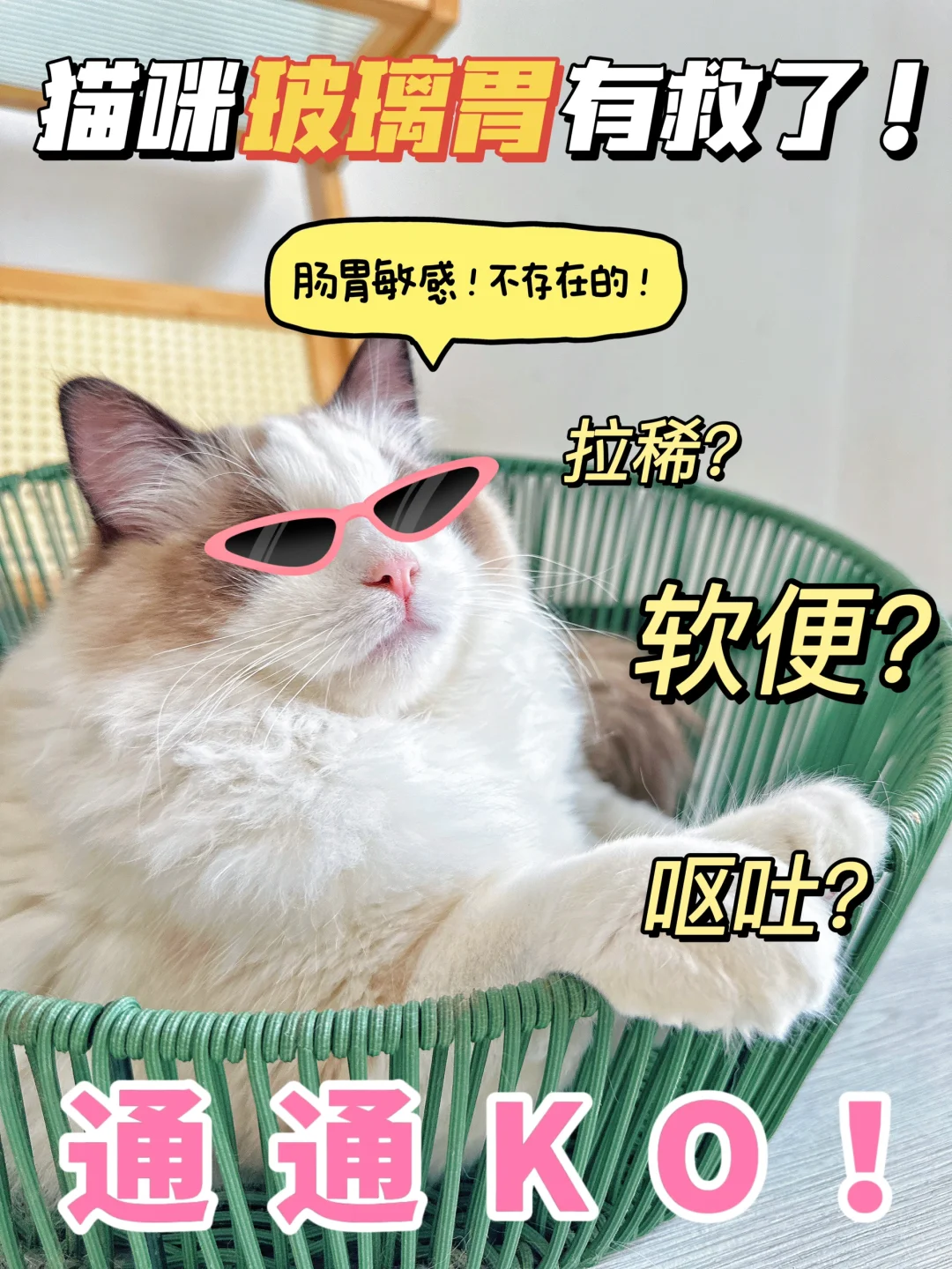 这么养猫真挺超前…敏感肠胃来一个收一个！