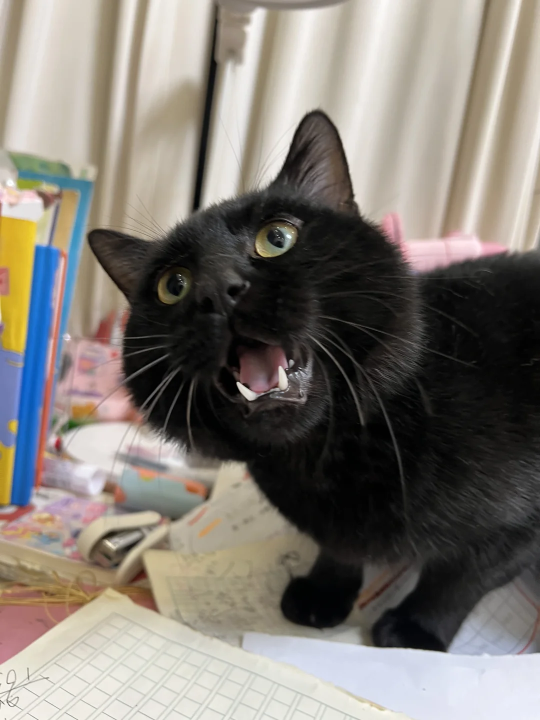 表情猫