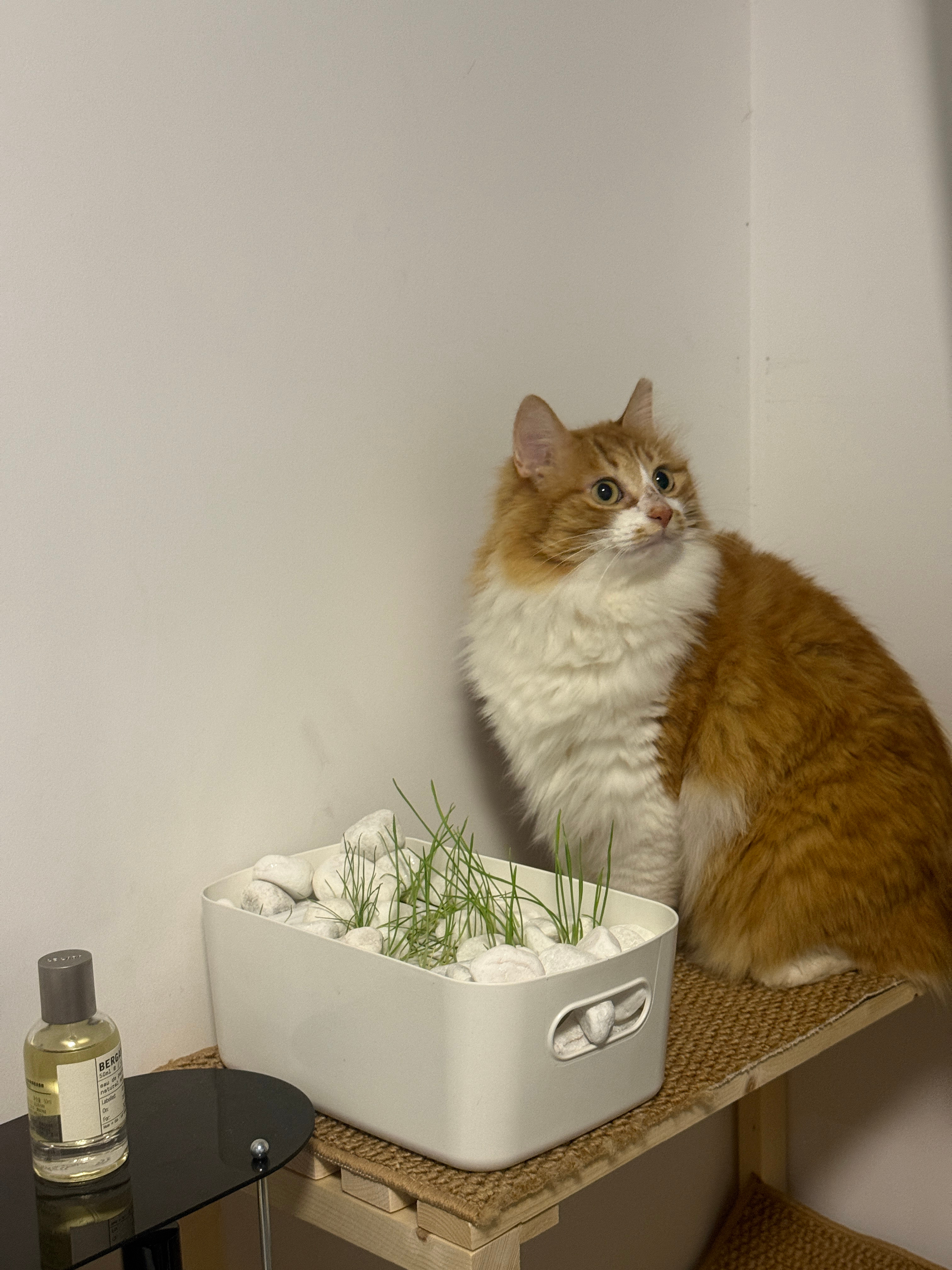摸摸小猫，你是世界上最坚强的小果，我是世界上最坚强的千寻，希望你喜欢这个新家。 